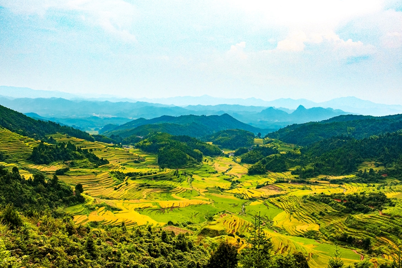 宁化大洋梯田