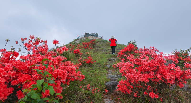 宁化牙梳山